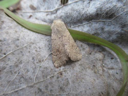 Orthosia cruda